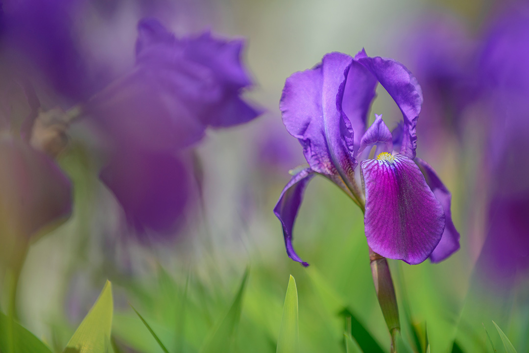 Iris Marsica, un endemismo dell’Appennino Centrale