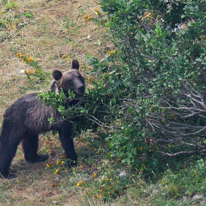 Il Ramno Alpino e l’Orso Marsicano: il potente richiamo di una piccola bacca 